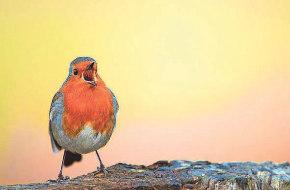 Set your alarms - it's the early bird who hears the very best of nature's spring Dawn Chorus