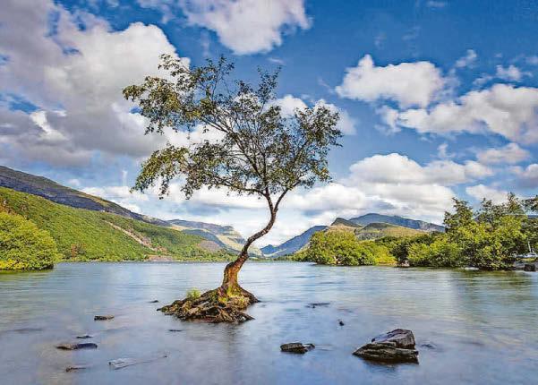 Voting opens on shortlist for Tree of the Year competition | Cambridge ...