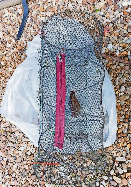 Snared otter drowns in illegal crayfish trap | Cambridge News ...
