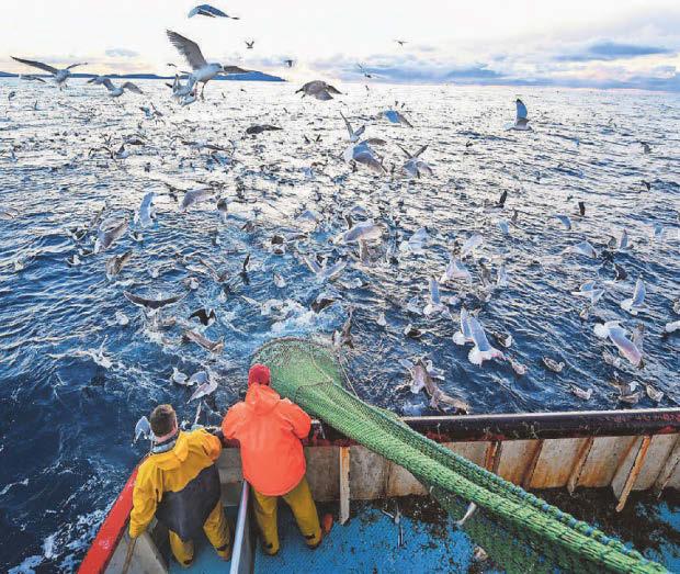 Collapsing fish stocks prompt experts to advise 'zero catch'