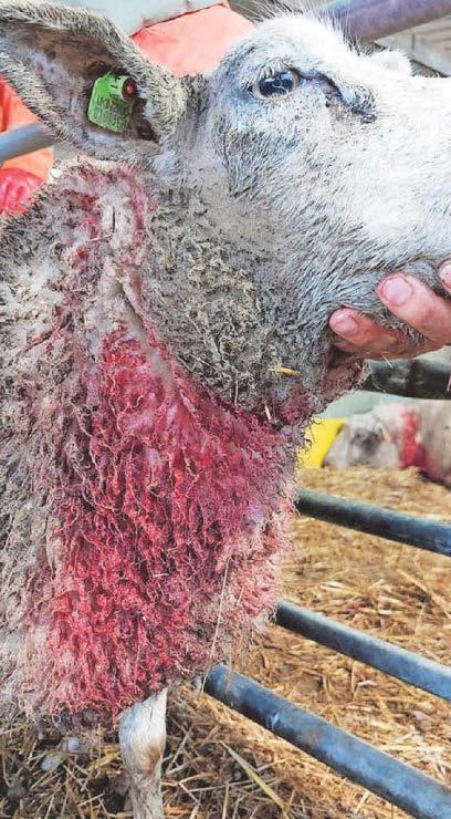 Three dogs attack sheep in village field