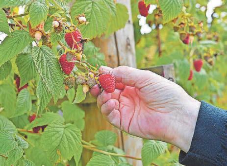 Pick us a winner! It's time to get laden with fruit