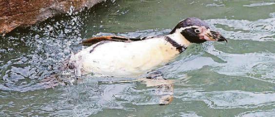 A flipping great day as world's oldest penguin celebrates her birthday