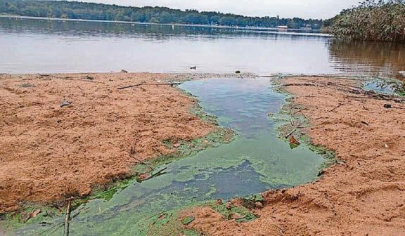Swimmers warned about dangerous algae in pond water