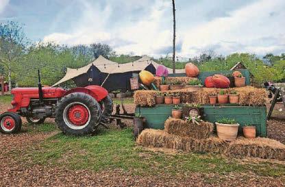 Tiptoe through the tulip fields