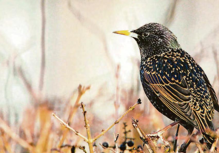 Starlings seeking refuge in the North East
