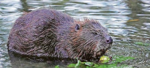 Nature agency accused of stalling over beaver release