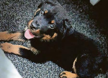 Deadly virus warning after puppy death