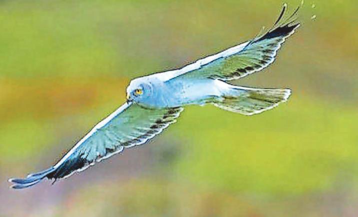 GO WILD WITH ERIC PAYLOR