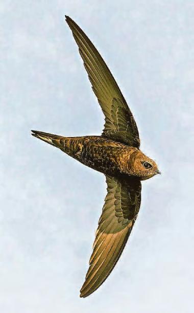 GO WILD WITH ERIC PAYLOR