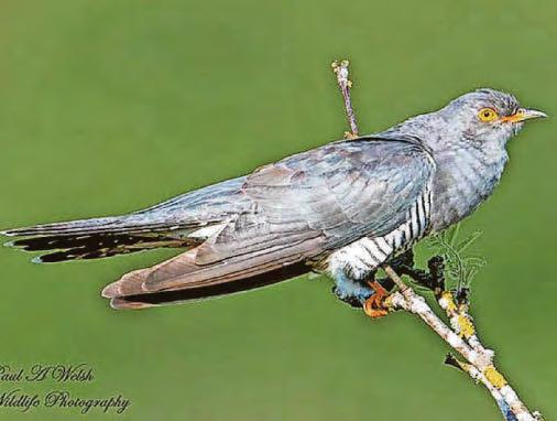 GO WILD WITH ERIC PAYLOR