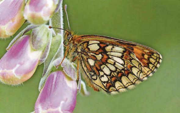Resurgence of rare butterfly that was close to extinction