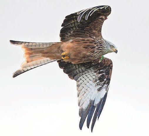 GO WILD WITH ERIC PAYLOR