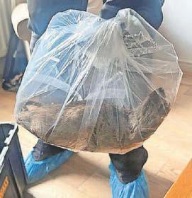 Task force set up in wake of giant rodent discovery