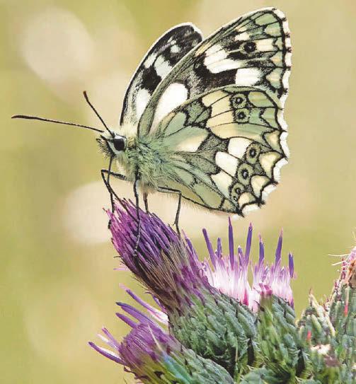 Delayed grass-cutting boosts butterflies at ancient forest