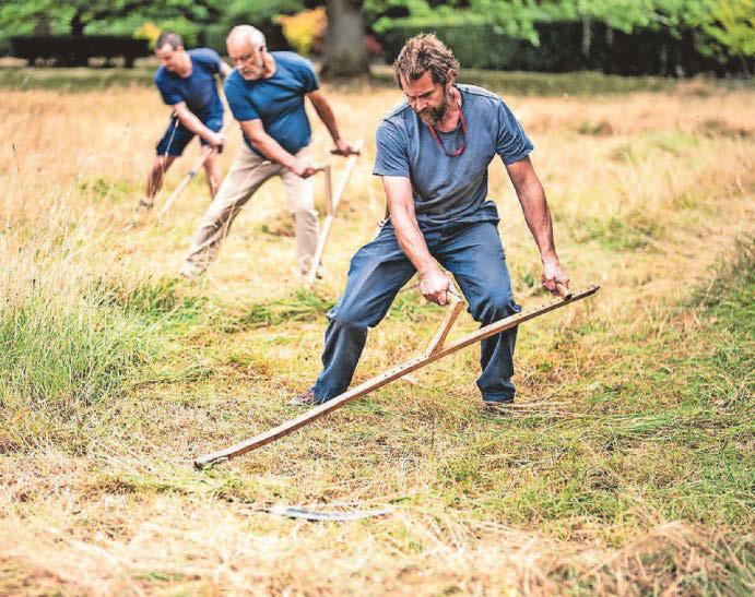 King's species-rich wildflower meadow cut back in scything