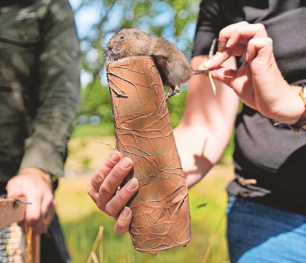 Water voles reintroduced to six sites in southern England