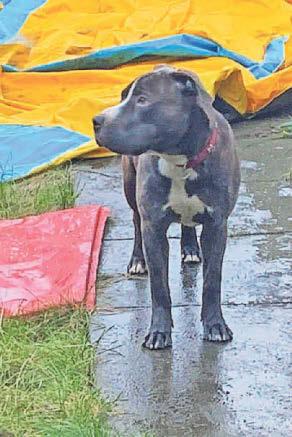 Dead dog had 'suffered greatly for a long time'