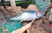 A salt on the senses