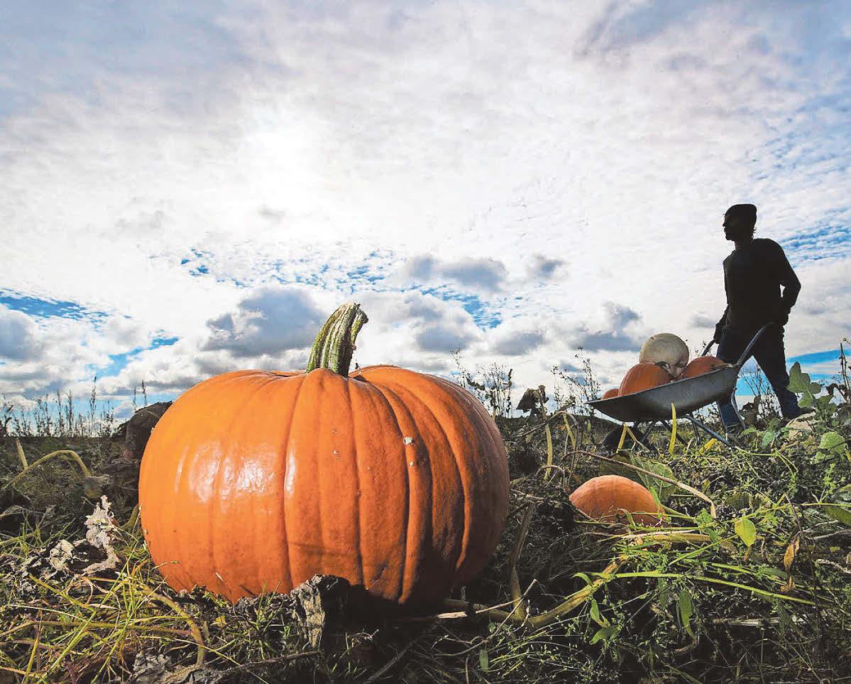 Youngster injured on fairground ride