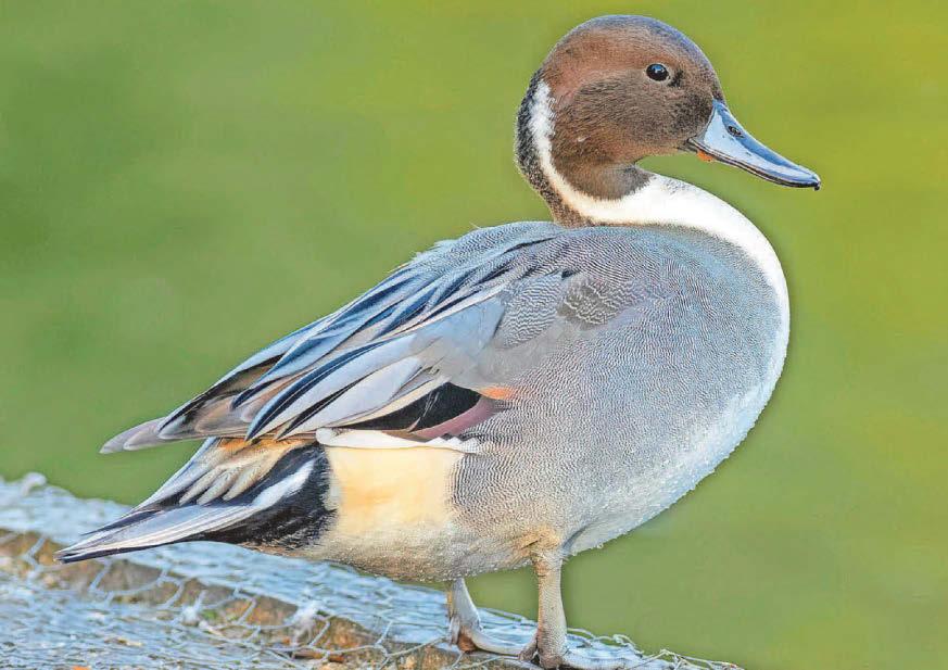 GO WILD WITH ERIC PAYLOR