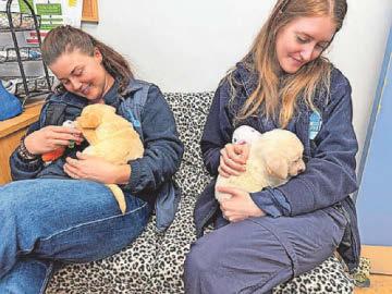 Disfigured puppies found dumped in box