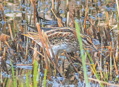 GO WILD WITH ERIC PAYLOR