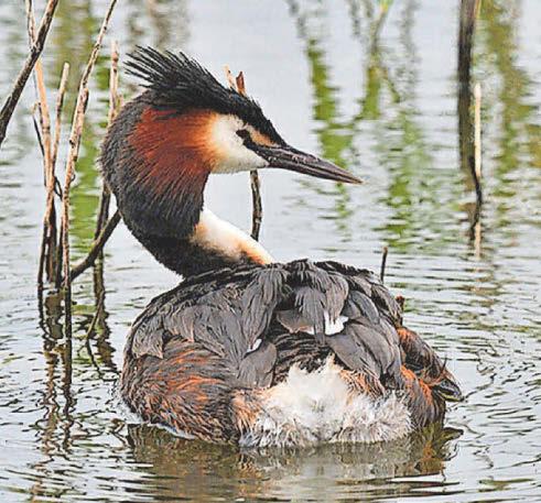 GO WILD WITH ERIC PAYLOR