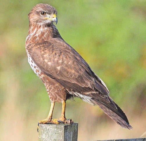 GO WILD WITH ERIC PAYLOR