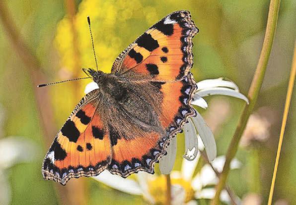 Much of England's nature is still in decline, figures show