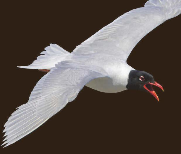 VISITORS WAFT IN ON ANGELIC PORCELAIN WINGS
