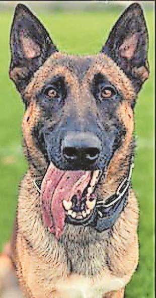 Police dog putting up his paws for retirement