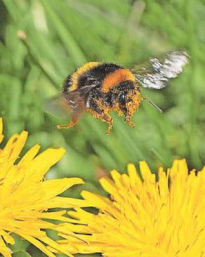 Warning changes to blooming patterns could put wildlife at risk