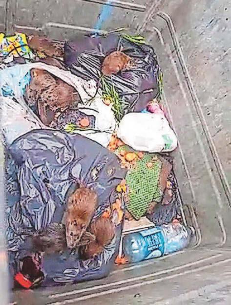 Anger over 'disgusting' rat problem in alleyways