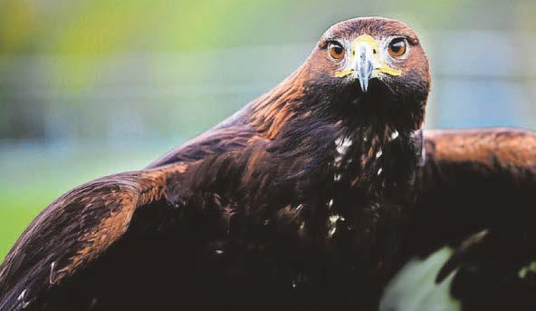 Golden eagles set to make return