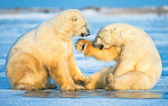 Footage shows AI radar system detects polar bears near workers