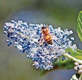 CALIFORNIA SCHEMING...