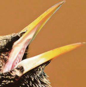 Starlings fall to record low in Big Garden Birdwatch