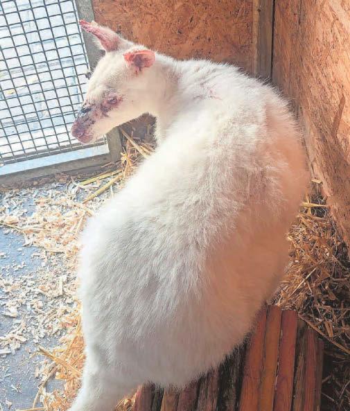 Wandering wallaby leaves RSPCA rescuers with questions for owner