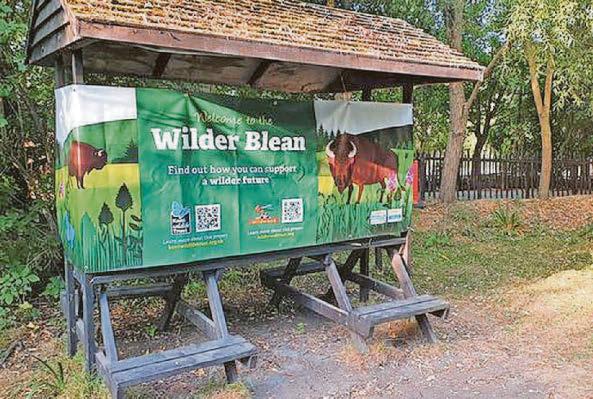 Blean bison show potential of rewilding schemes across UK