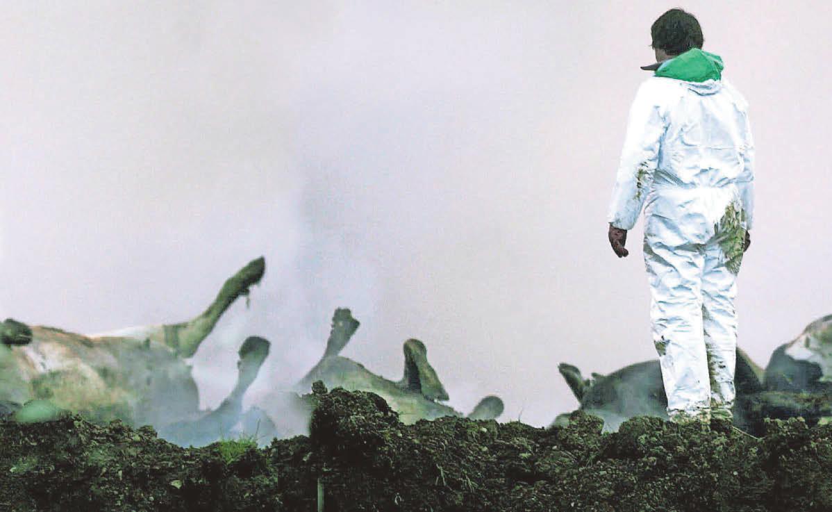 Port health chief fears animal virus outbreak is inevitable