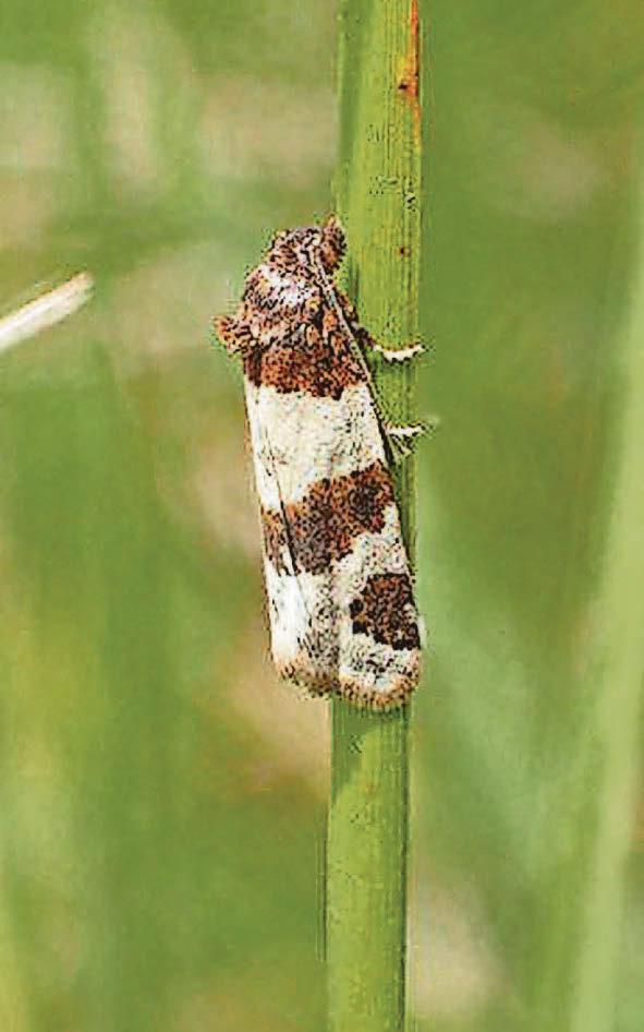 Moth returns to county - 73 years after last sighting