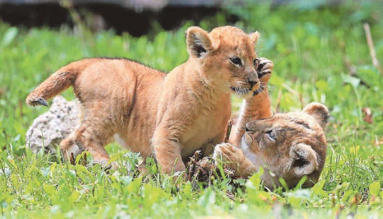 Green light for park's luxury 'lion pod' tents