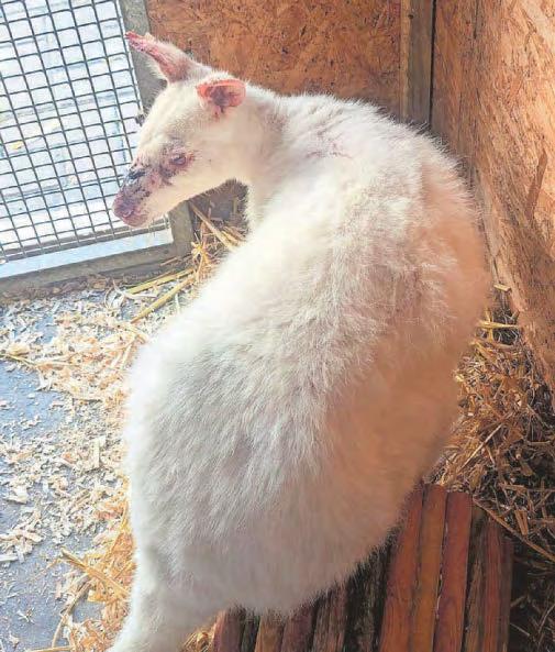 Wandering wallaby leaves RSPCA rescuers with questions for owner