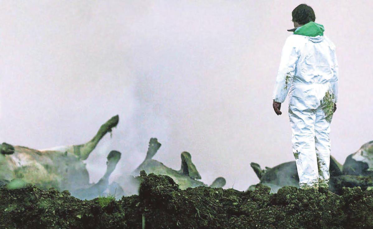 Port health chief fears animal virus outbreak is inevitable