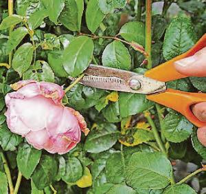 GIVE YOUR SPACE A ROSY GLOW...