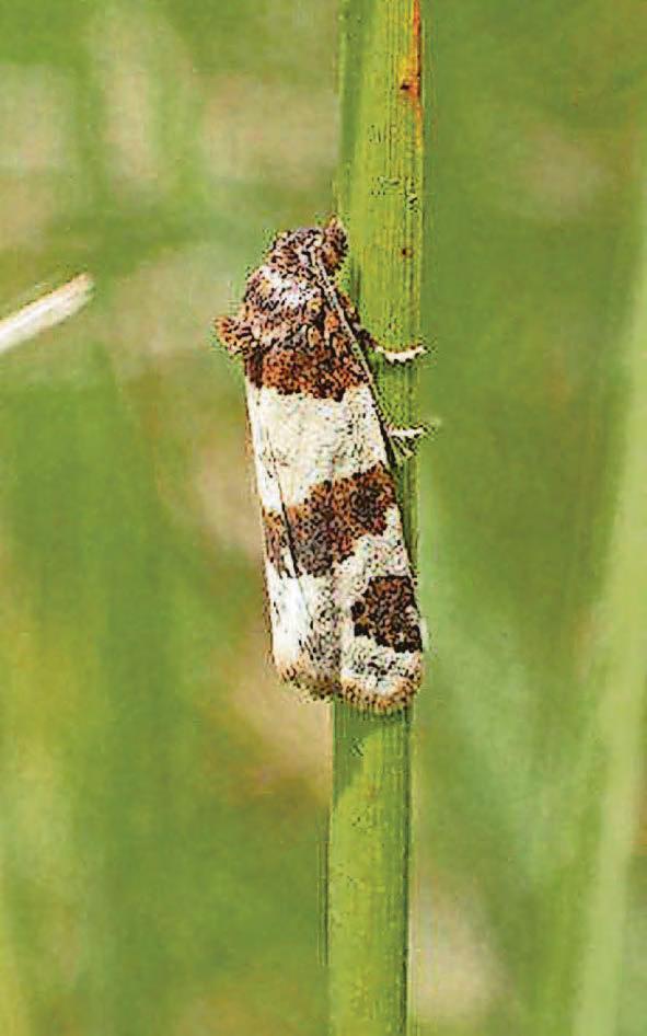 Moth returns to county - 73 years after last sighting