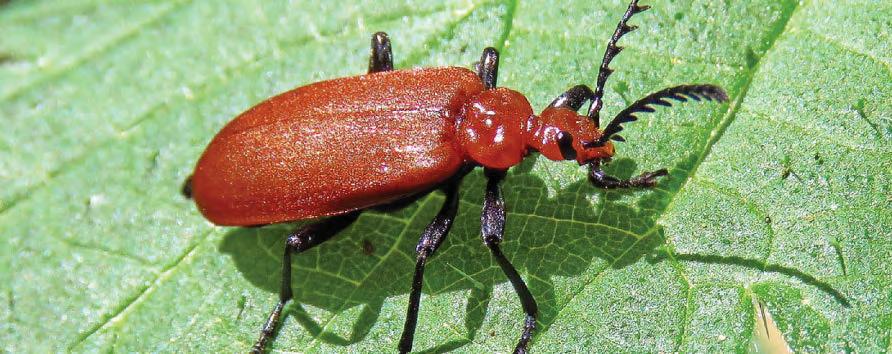 Concern over 'bug splats' drop