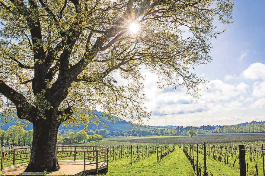 Prestigious business award presented to Denbies Wine Estate