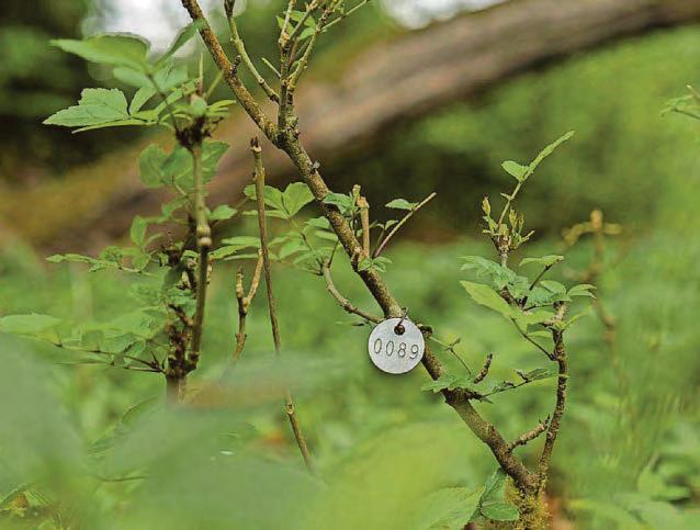 Woods fighting back against devastating tree disease